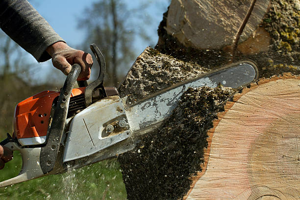 Best Root Management and Removal  in Howe, TX